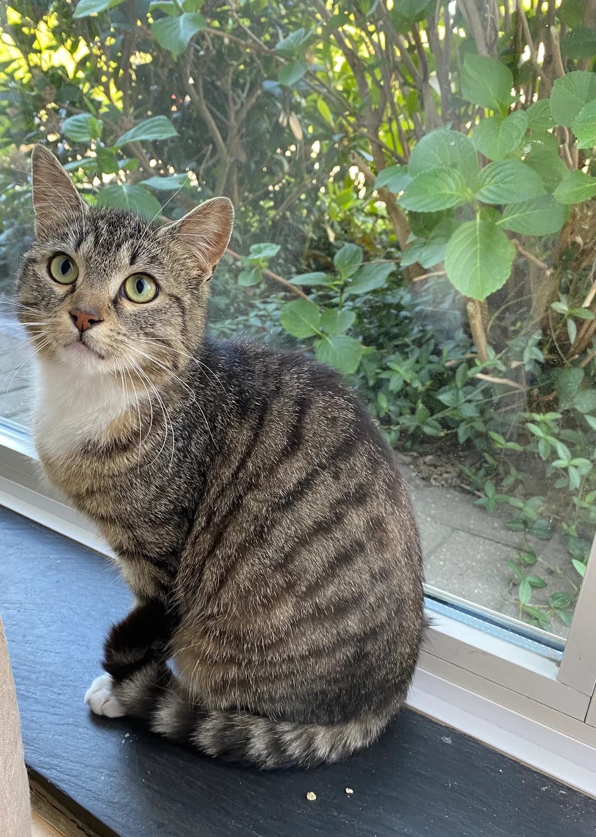 Maisie, female young European Shorthair for adoption at Asieldieren.be, Flanders