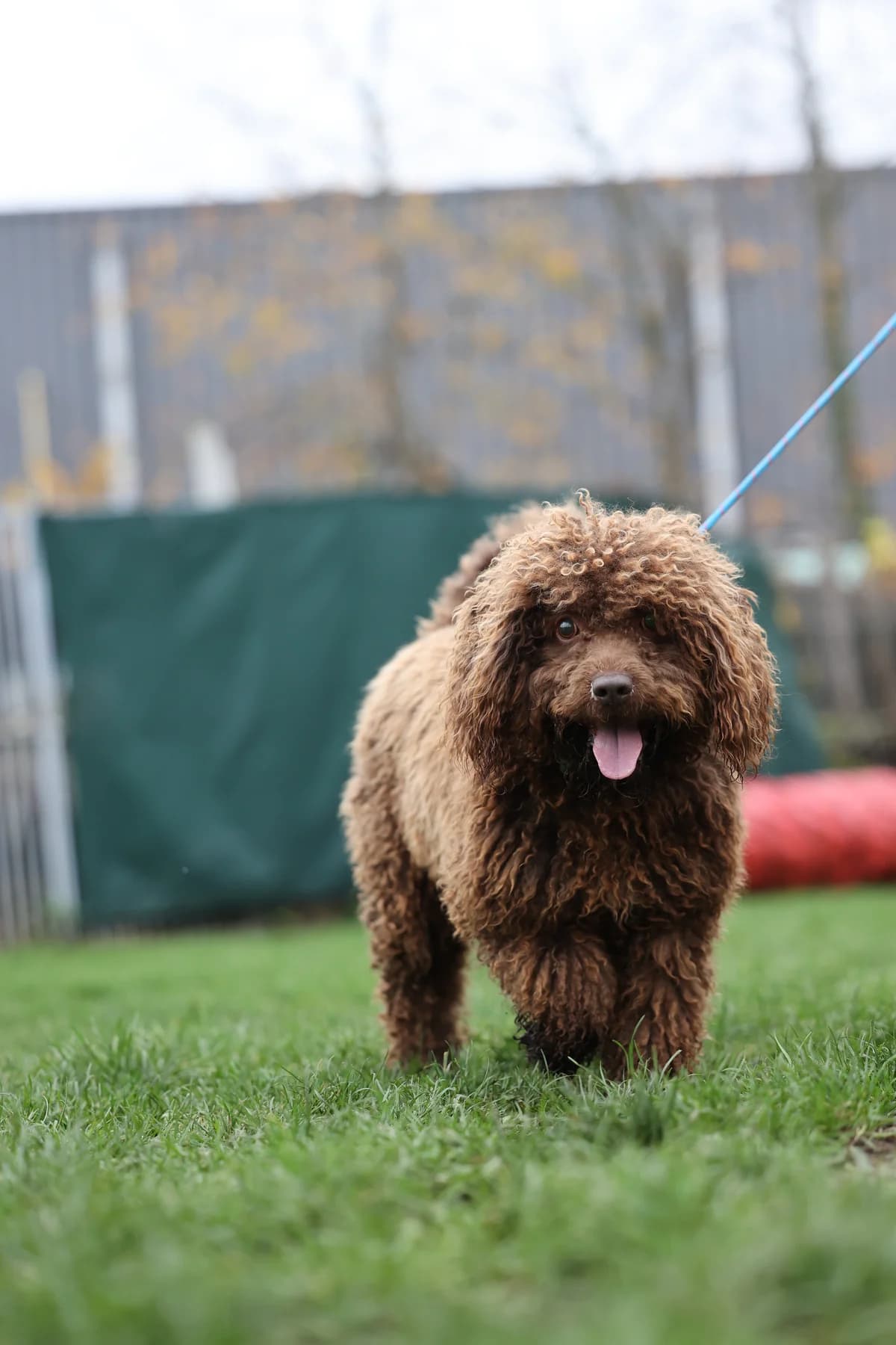 Gante, male 6yo mixed breed for adoption at Asieldieren.be, Flanders
