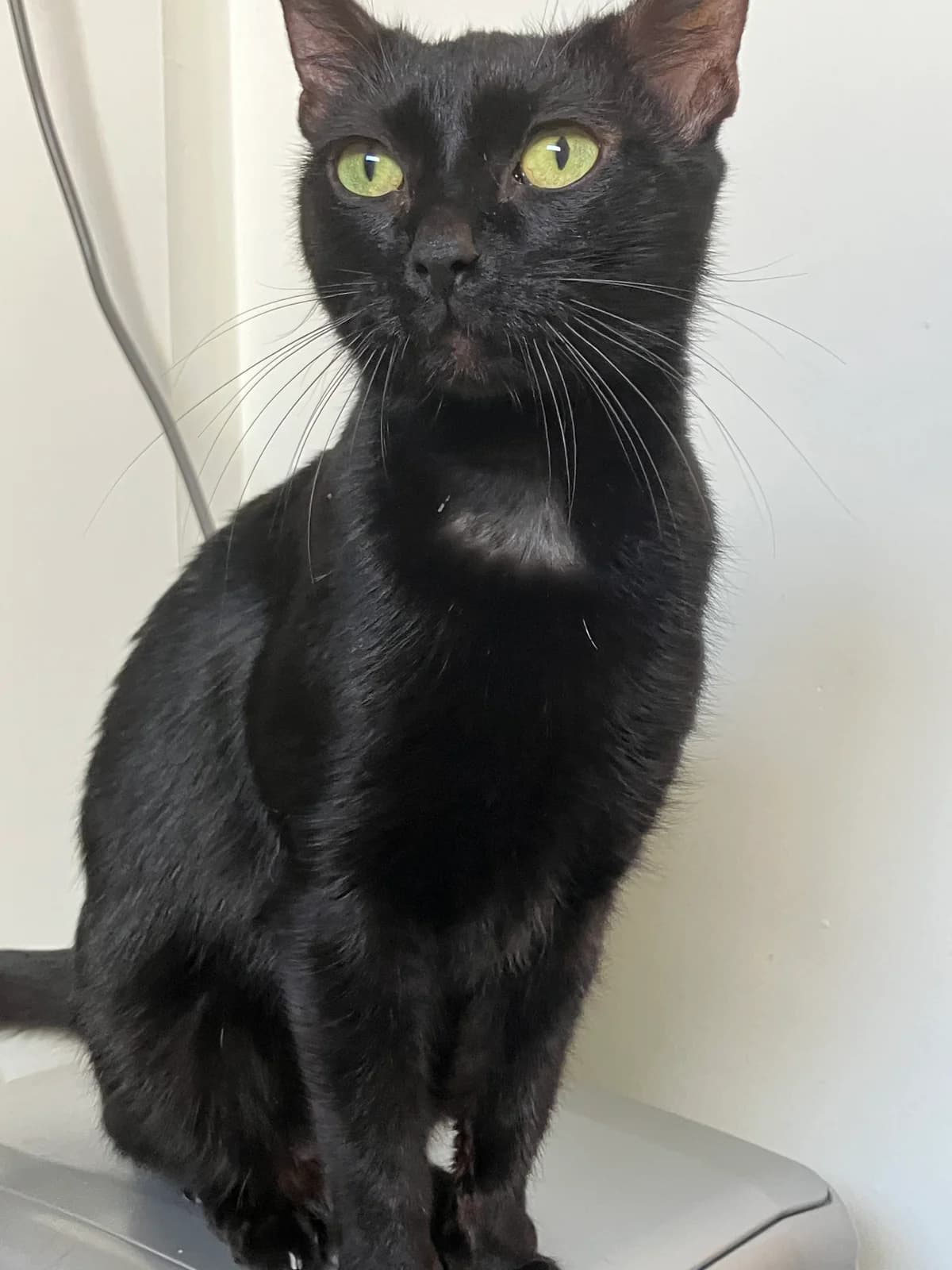 Beauty, female senior European Shorthair for adoption at Asieldieren.be, Flanders