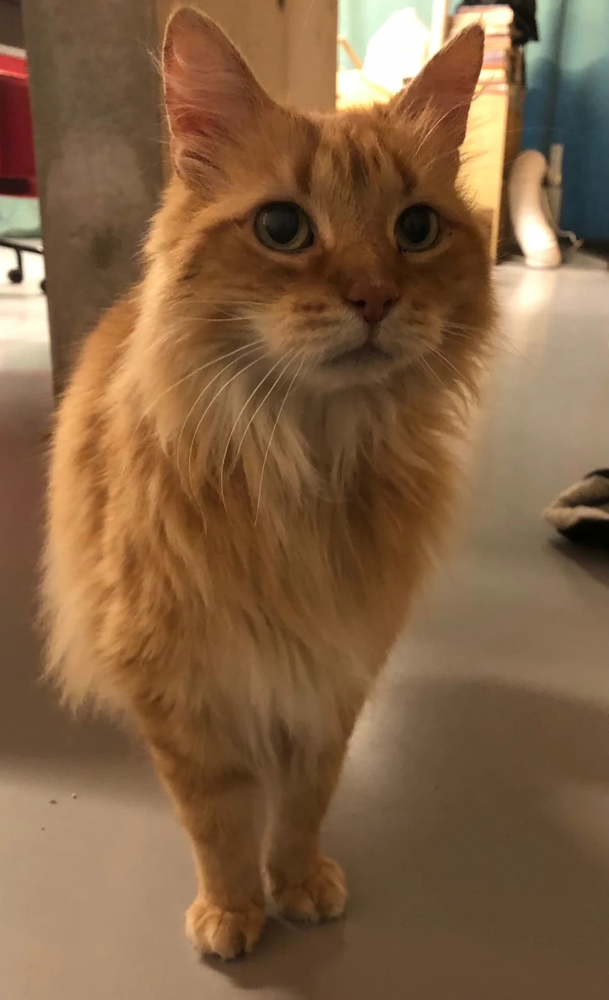 JOPPIE, male Mixed Breed Cat for adoption at Asieldieren.be, Flanders
