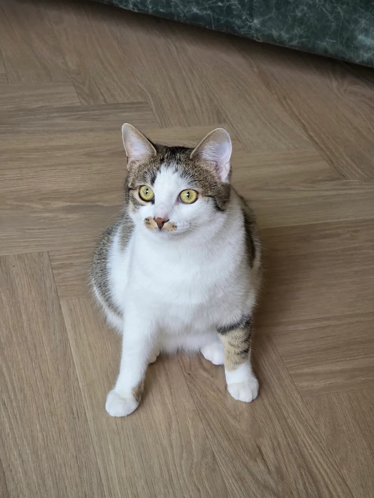 Vira, female young Mixed Breed Cat for adoption at Asieldieren.be, Flanders