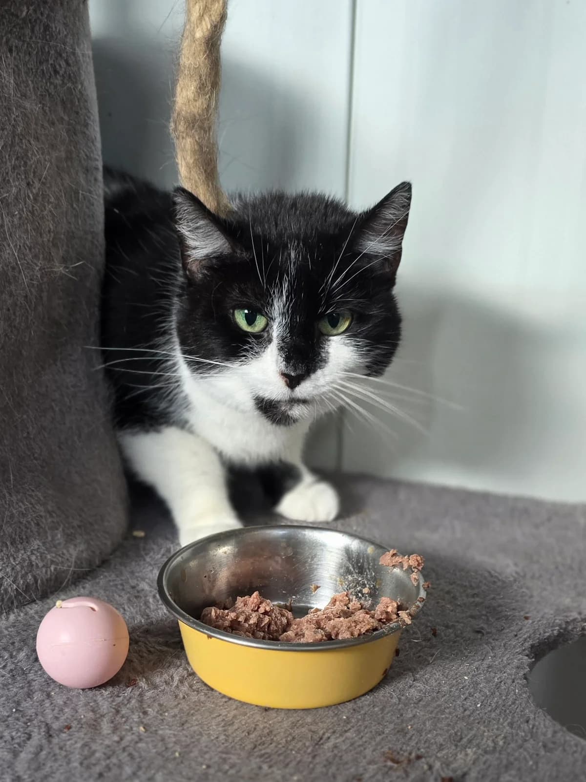 Petrol, female 7yo European Shorthair for adoption at Asieldieren.be, Flanders