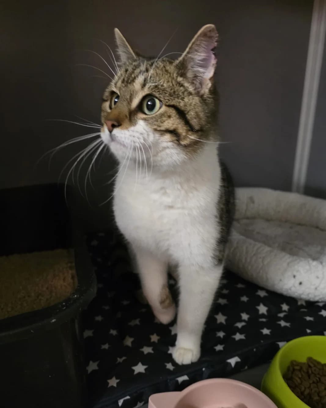 Gipsy, male young European Shorthair for adoption at Asieldieren.be, Flanders