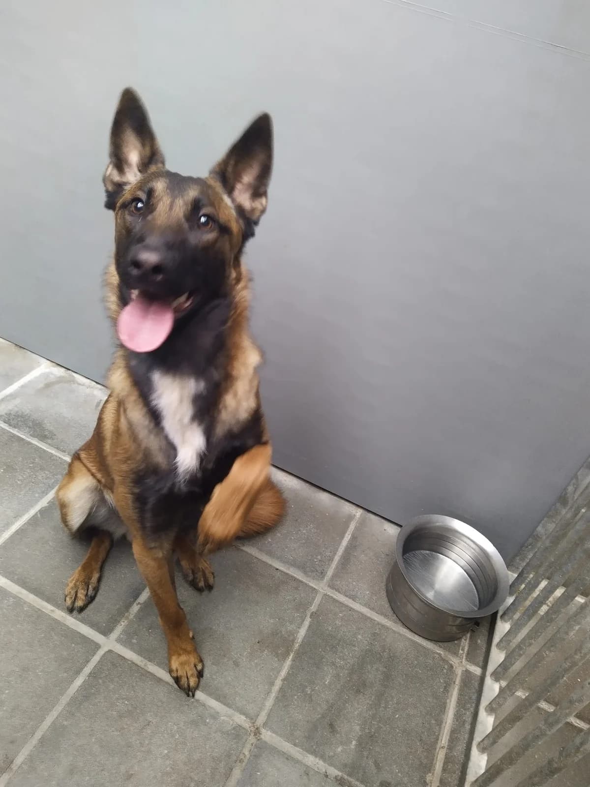 Billie, male puppy mixed breed for adoption at Asieldieren.be, Flanders