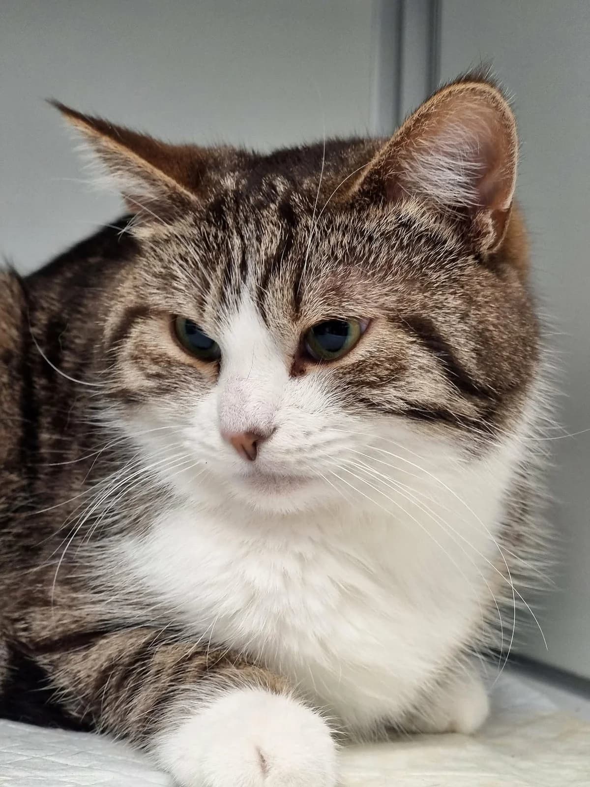 Naia, female young European Shorthair for adoption at Asieldieren.be, Flanders