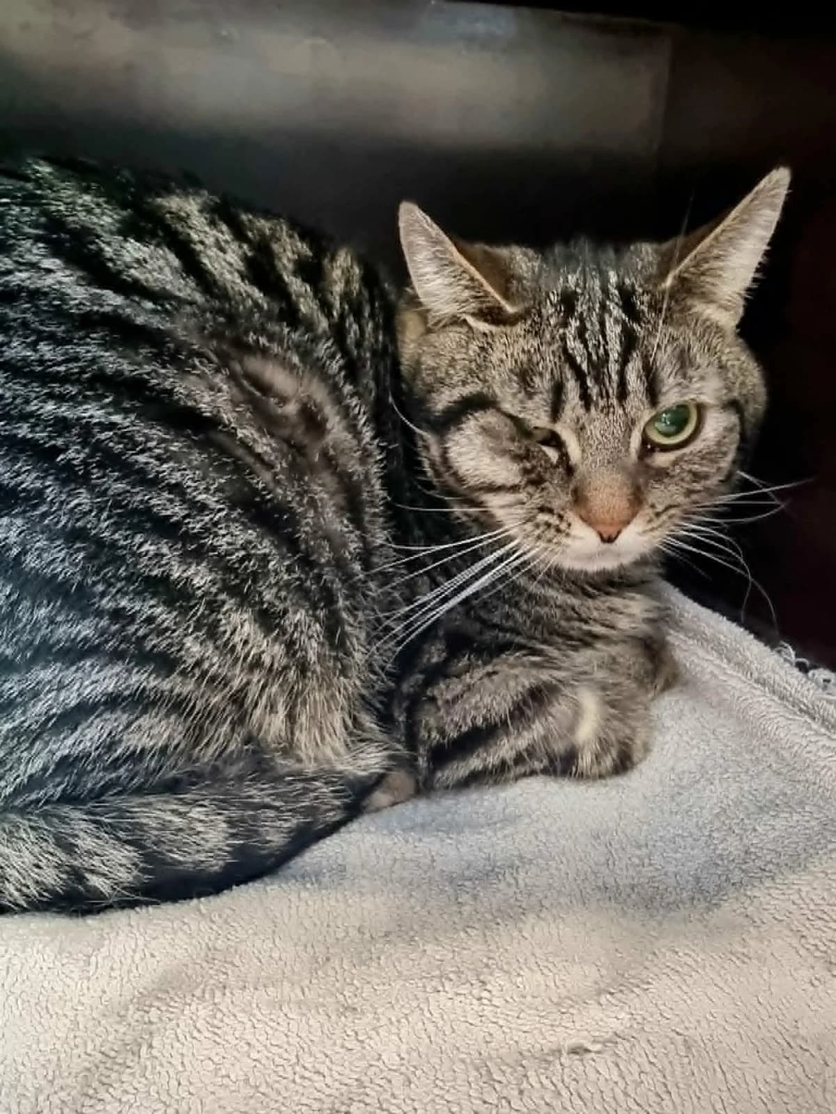 Avi, male young European Shorthair for adoption at Asieldieren.be, Flanders