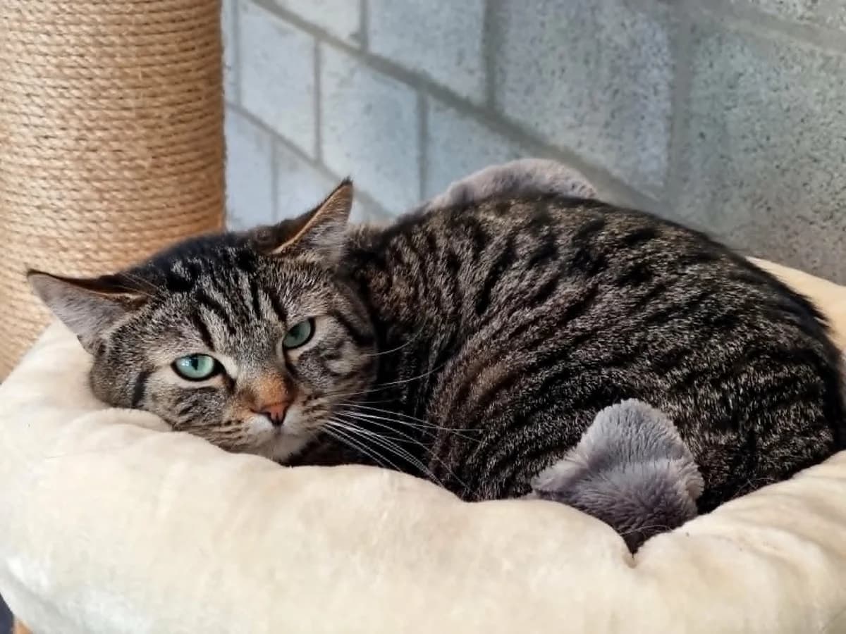 Ocean, male young European Shorthair for adoption at Asieldieren.be, Flanders