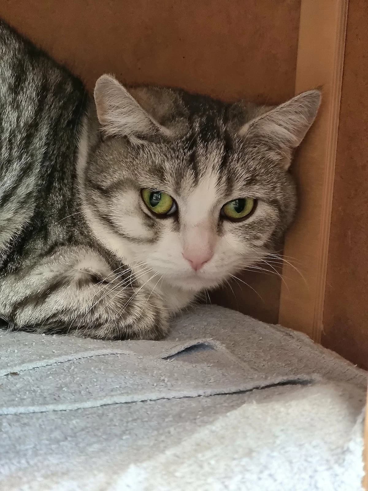 Gucci, female 4yo European Shorthair for adoption at Asieldieren.be, Flanders