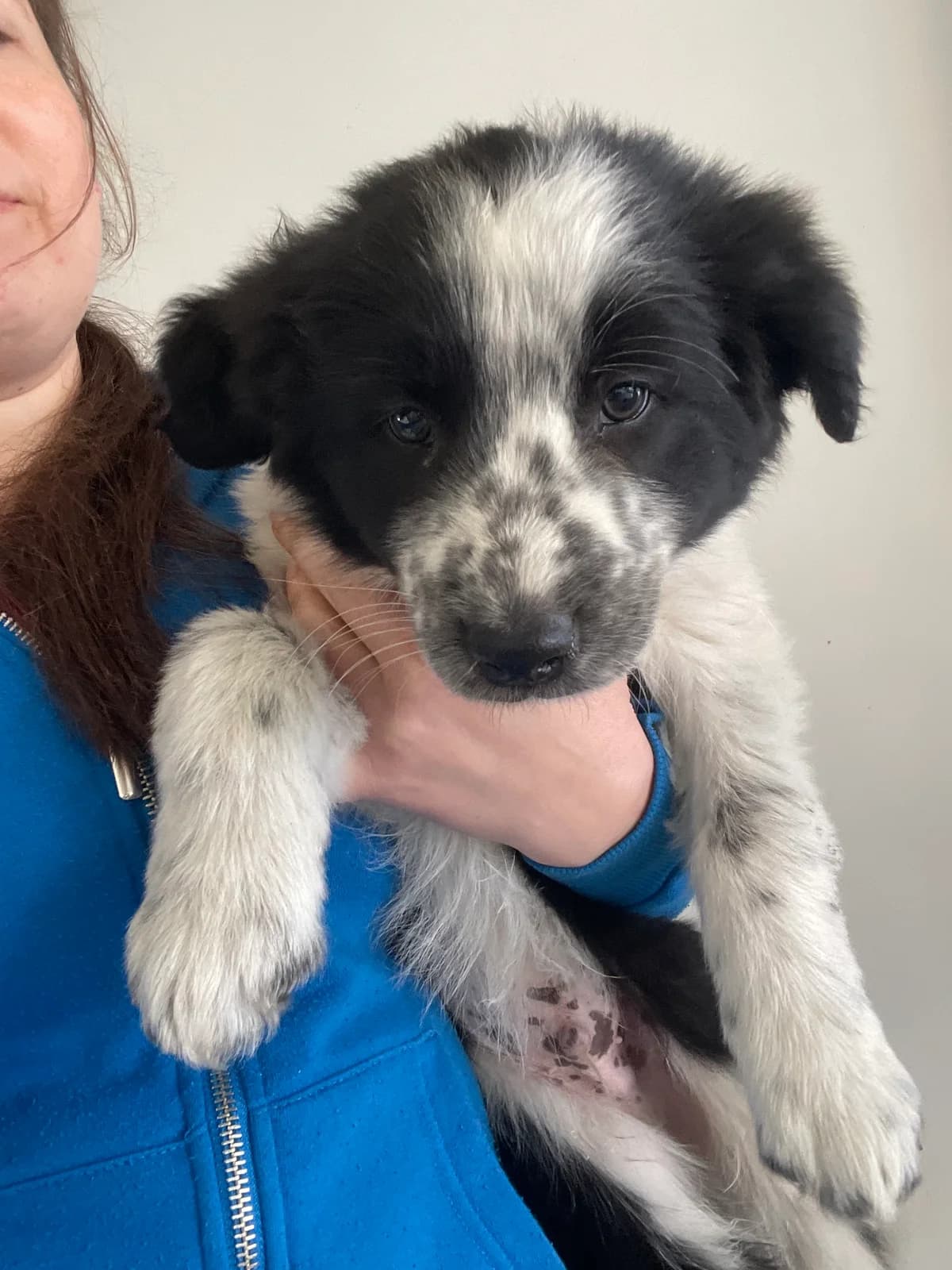 Benjamin, male puppy Border Collie for adoption at Asieldieren.be, Flanders
