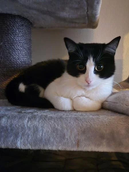 Ebony, female young Mixed Breed Cat for adoption at Asieldieren.be, Flanders
