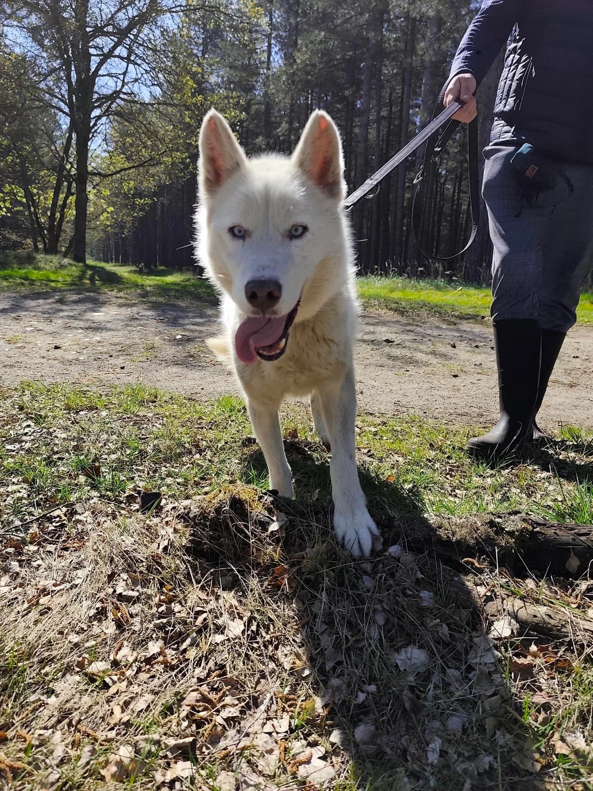 Sky, male senior Husky for adoption at Asieldieren.be, Flanders
