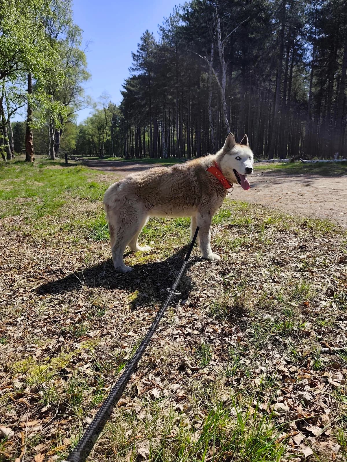 Kyra, female senior Husky for adoption at Asieldieren.be, Flanders