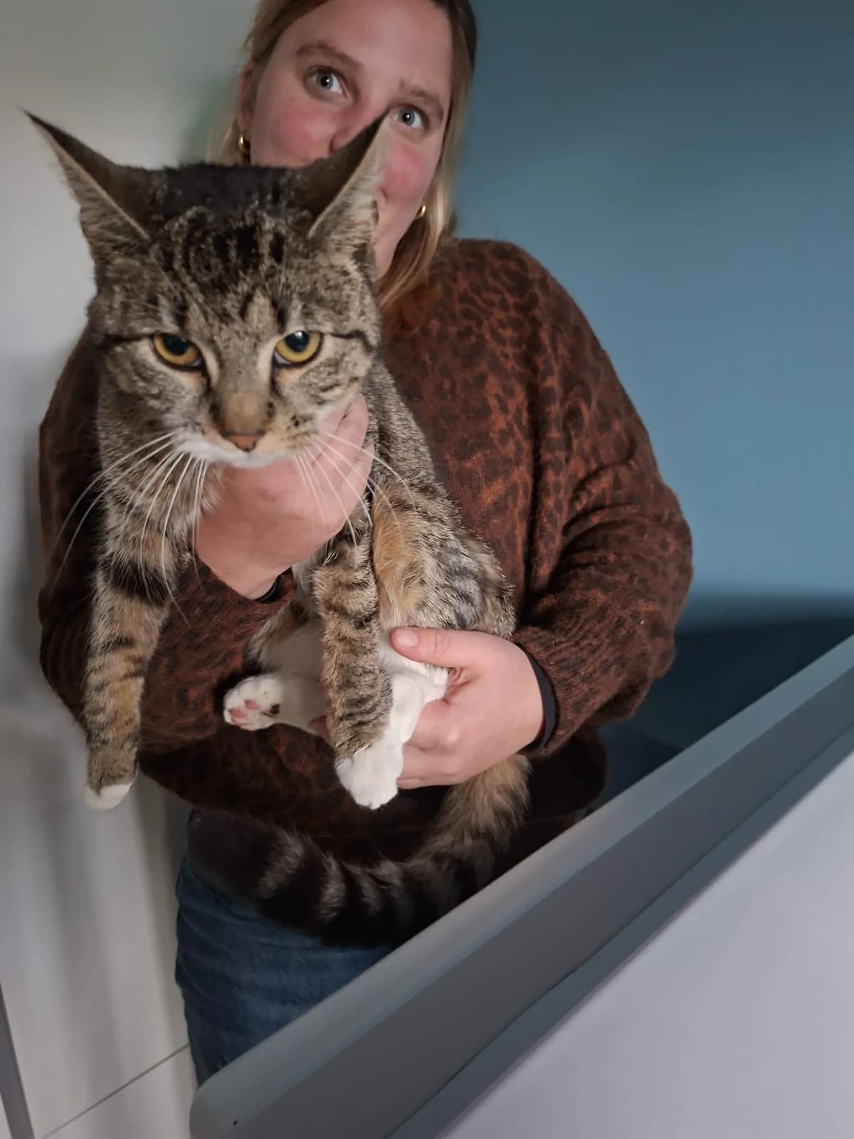 Poppy, female young European Shorthair for adoption at Asieldieren.be, Flanders
