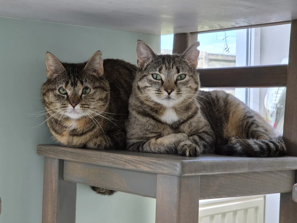 Osushi, female 5yo European Shorthair for adoption at Asieldieren.be, Flanders