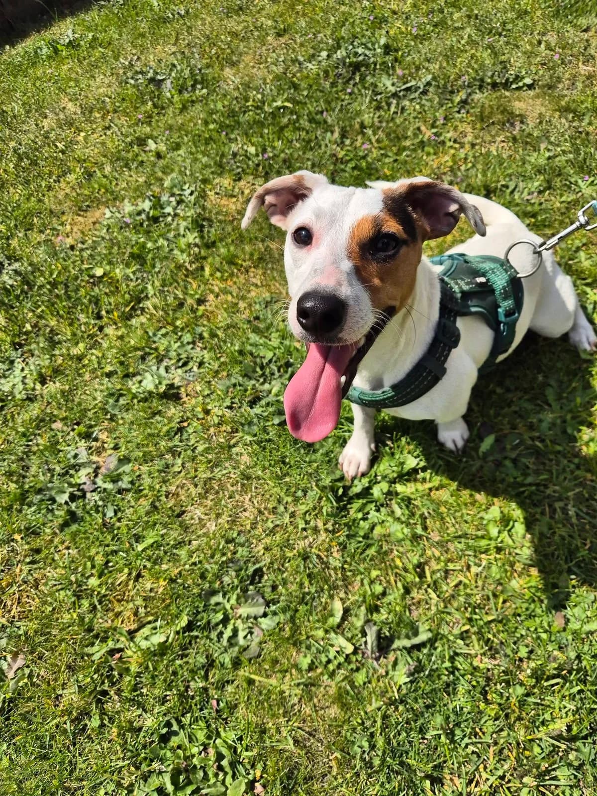 Zorra, female young Jack Russell Terrier for adoption at Asieldieren.be, Flanders