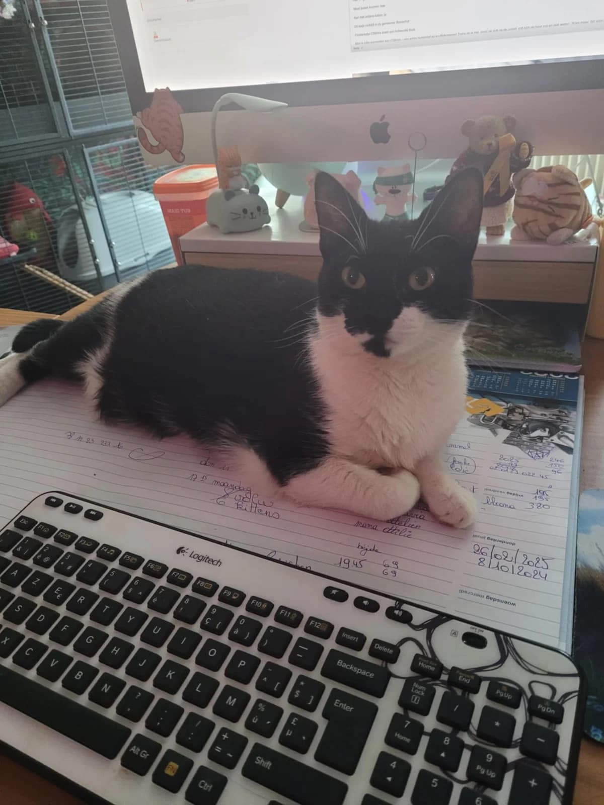 O'Mimie, female 5yo European Shorthair for adoption at Asieldieren.be, Flanders
