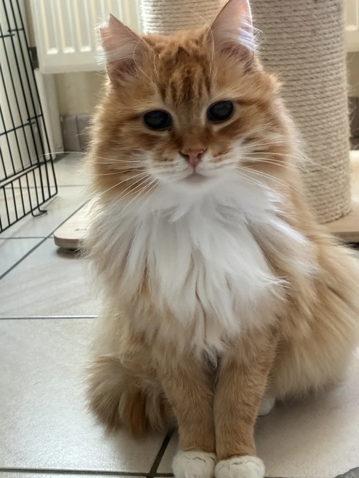 Pierre, male senior European Shorthair for adoption at Asieldieren.be, Flanders