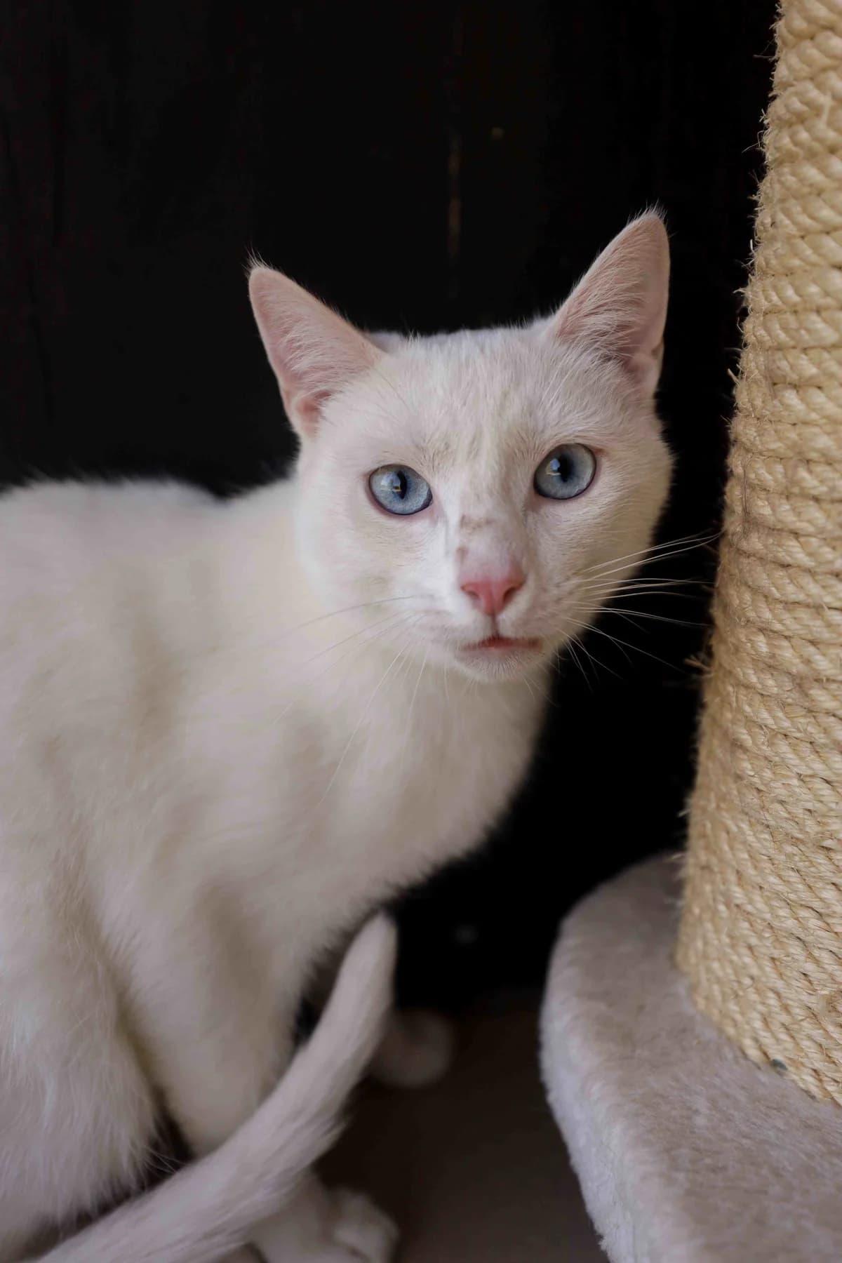 Suzuki (wit), male young Mixed Breed Cat for adoption at Asieldieren.be, Flanders