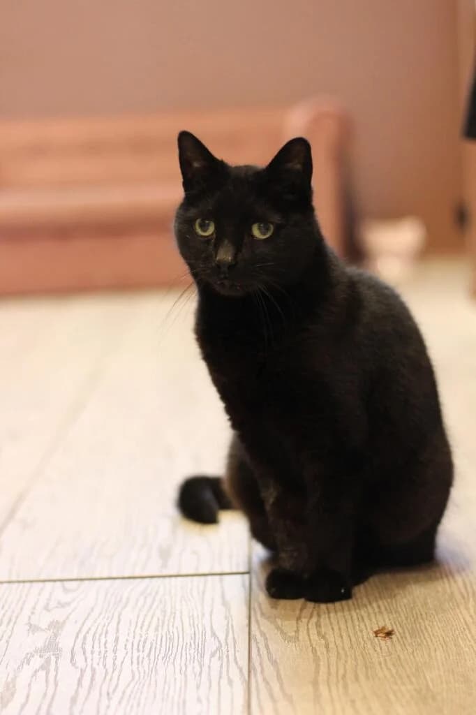 Pitou, female senior Mixed Breed for adoption at Asieldieren.be, Flanders
