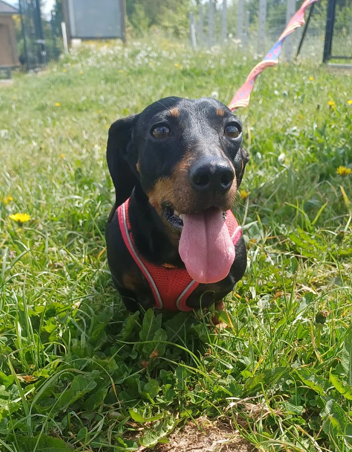 Ona, female senior Dachshund for adoption at Asieldieren.be, Flanders