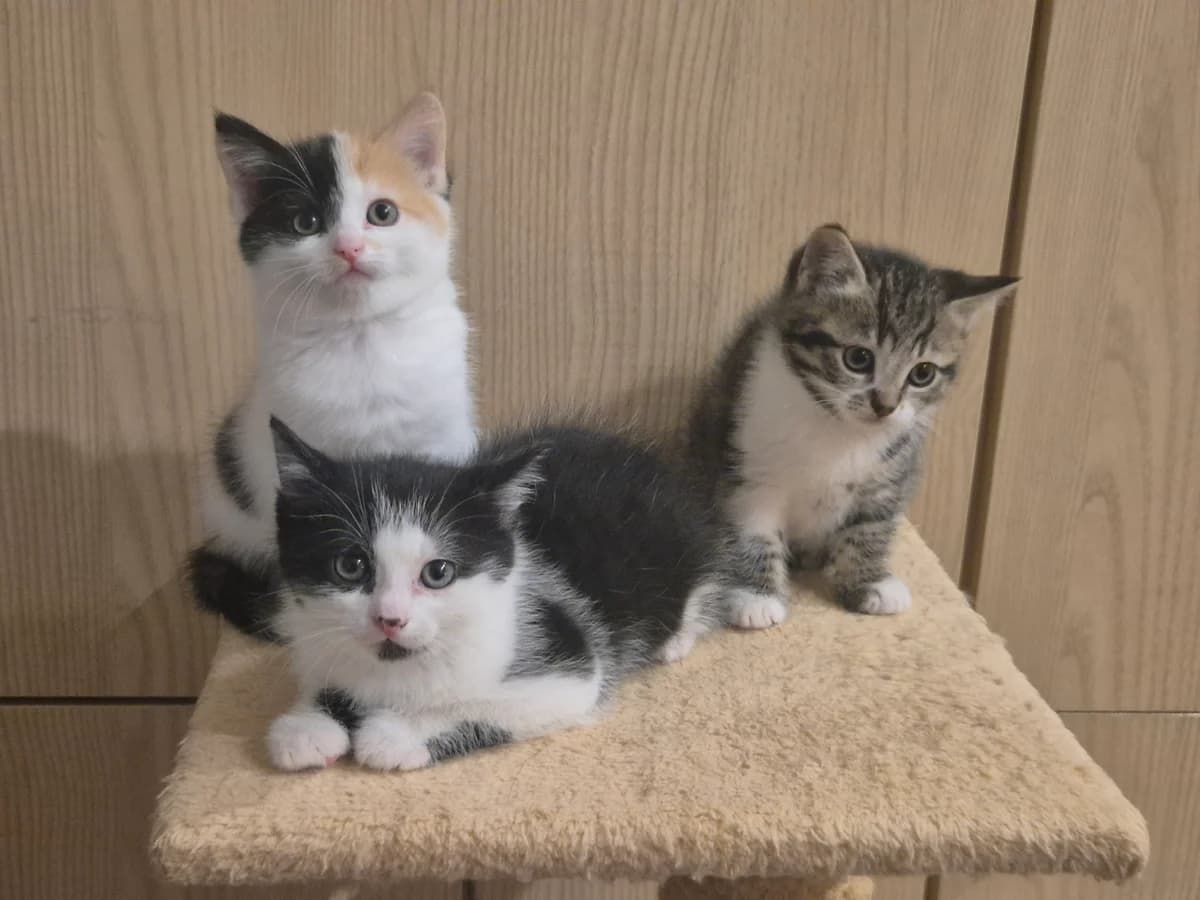 Amora, female puppy Mixed Breed Cat for adoption at Asieldieren.be, Flanders