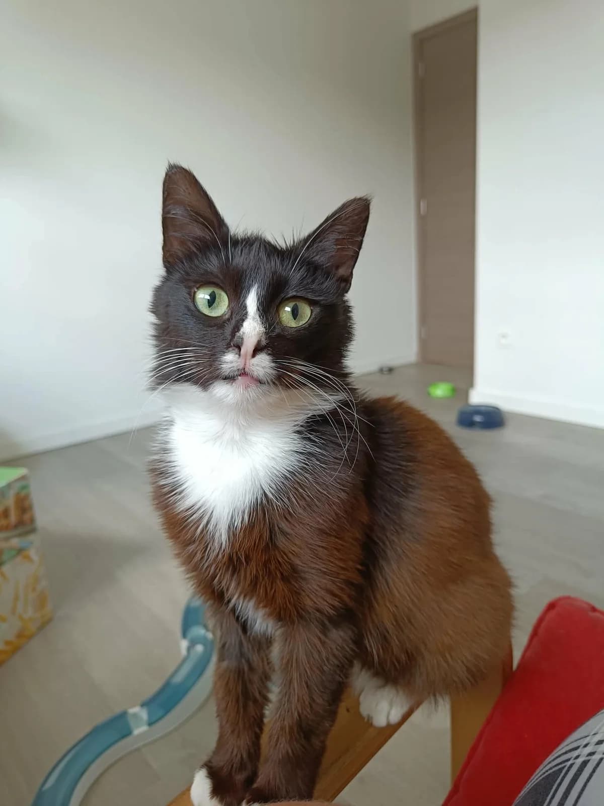 Stella, female young Mixed Breed Cat for adoption at Asieldieren.be, Flanders