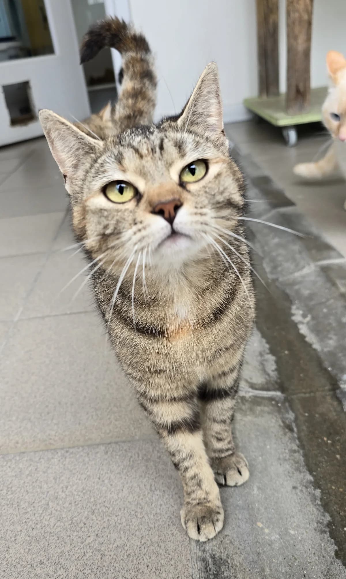 Titi, female young Mixed Breed Cat for adoption at Asieldieren.be, Flanders