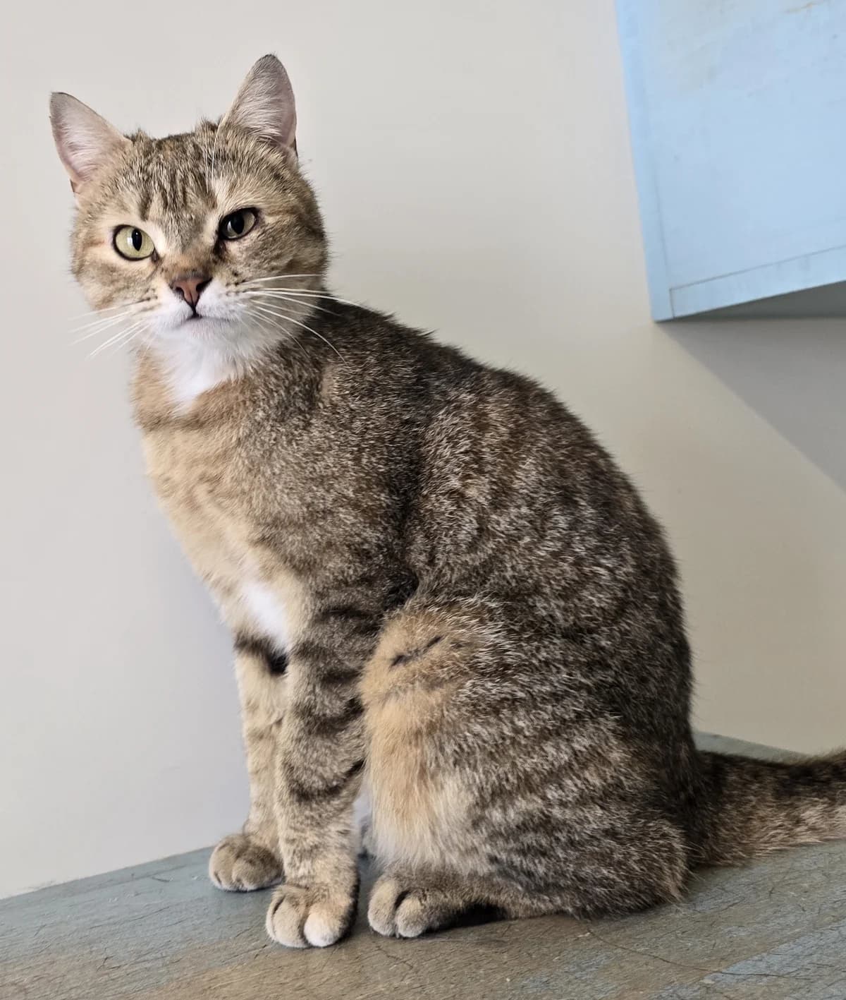 Lia, female 3yo Mixed Breed Cat for adoption at Asieldieren.be, Flanders