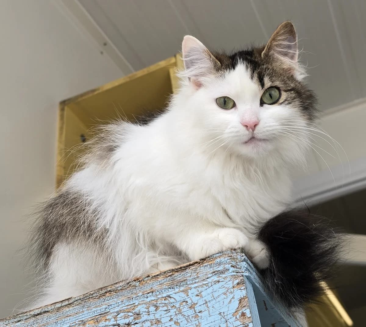 Fluffie, female young Mixed Breed Cat for adoption at Asieldieren.be, Flanders