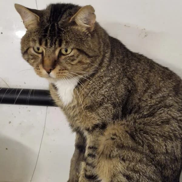 Aladin, male Mixed Breed for adoption at CatPattes, Anderlecht (Brussels)