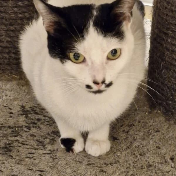 Albert, male Mixed Breed for adoption at CatPattes, Anderlecht (Brussels)