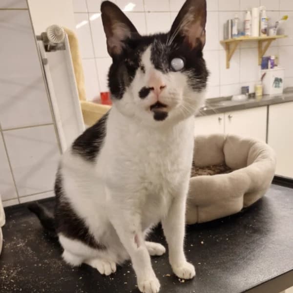 Ali, male Mixed Breed for adoption at CatPattes, Anderlecht (Brussels)