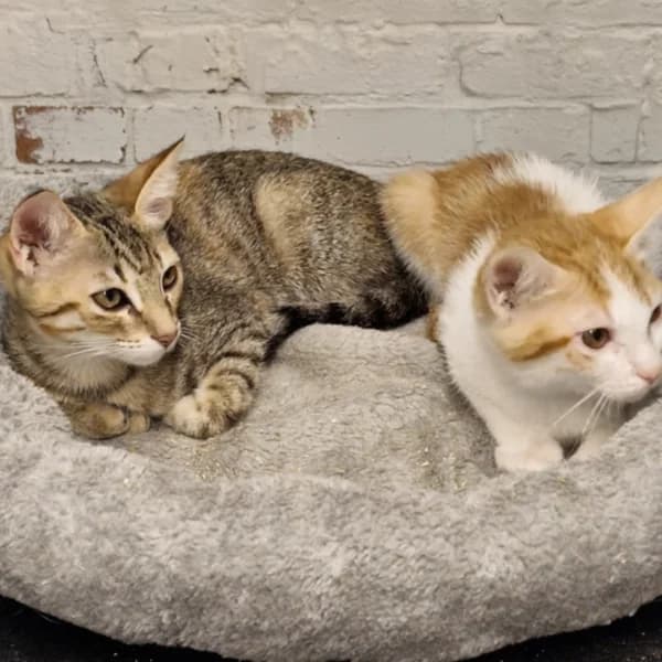 Alice et Alix, female Mixed Breed for adoption at CatPattes, Anderlecht (Brussels)