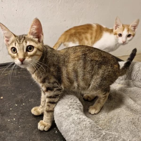 Alix, female Mixed Breed for adoption at CatPattes, Anderlecht (Brussels)
