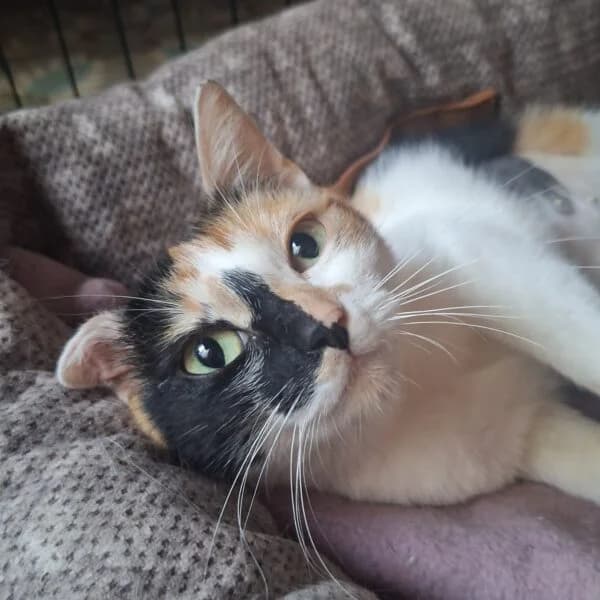 Allégria, female Mixed Breed for adoption at CatPattes, Anderlecht (Brussels)
