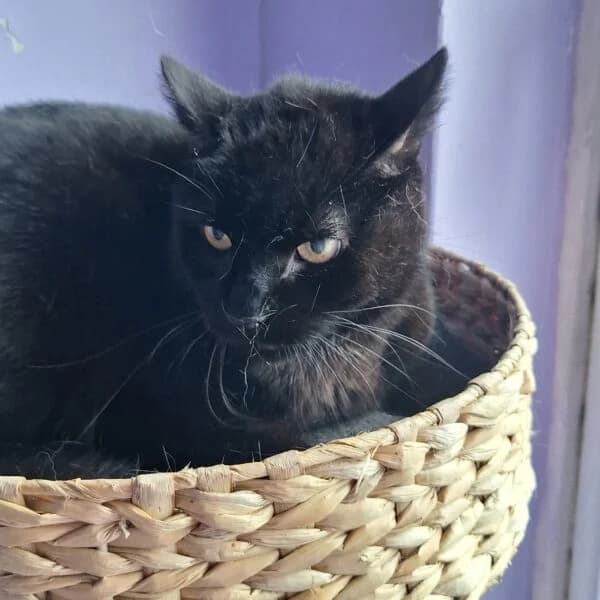 Auriel, male Mixed Breed for adoption at CatPattes, Anderlecht (Brussels)