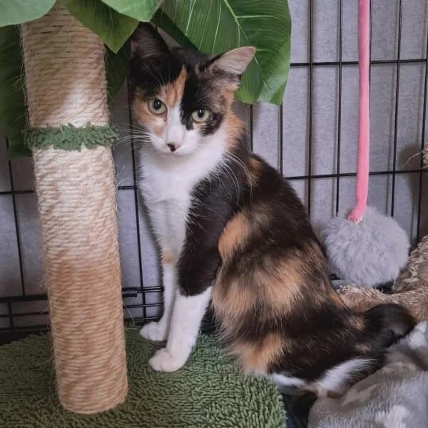 Bambou, female Mixed Breed for adoption at CatPattes, Anderlecht (Brussels)