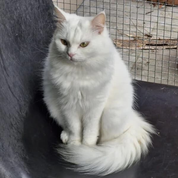 Blanche neige, female Mixed Breed for adoption at CatPattes, Anderlecht (Brussels)