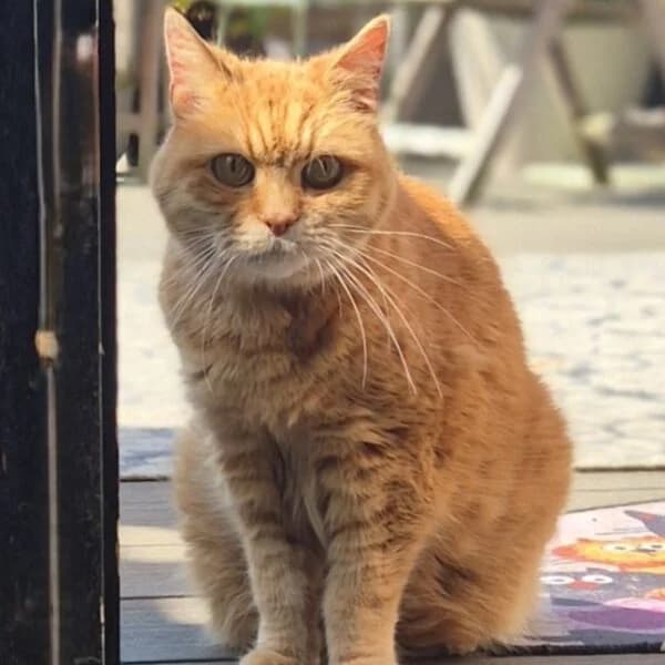 Caouette, male Mixed Breed for adoption at CatPattes, Anderlecht (Brussels)