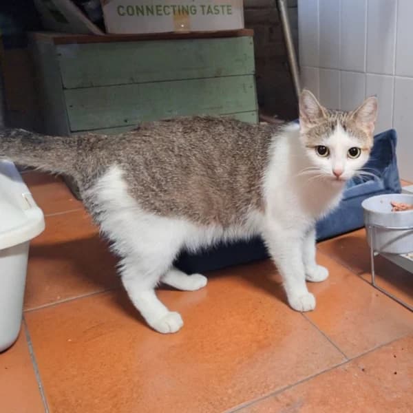 Crystal, female Mixed Breed for adoption at CatPattes, Anderlecht (Brussels)