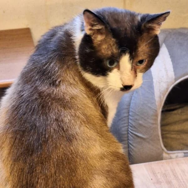 Curaçao, male Mixed Breed for adoption at CatPattes, Anderlecht (Brussels)