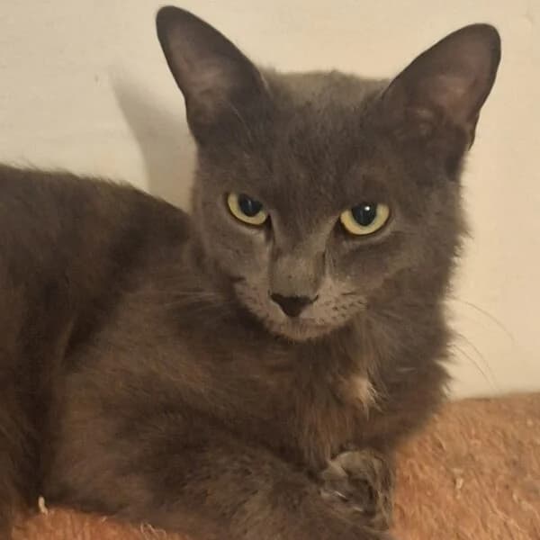 Indigo, male Mixed Breed for adoption at CatPattes, Anderlecht (Brussels)