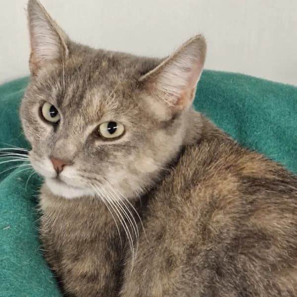 Lexy, female Mixed Breed for adoption at CatPattes, Anderlecht (Brussels)
