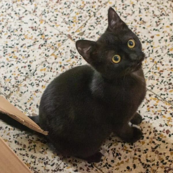 Lidwina, female Mixed Breed for adoption at CatPattes, Anderlecht (Brussels)