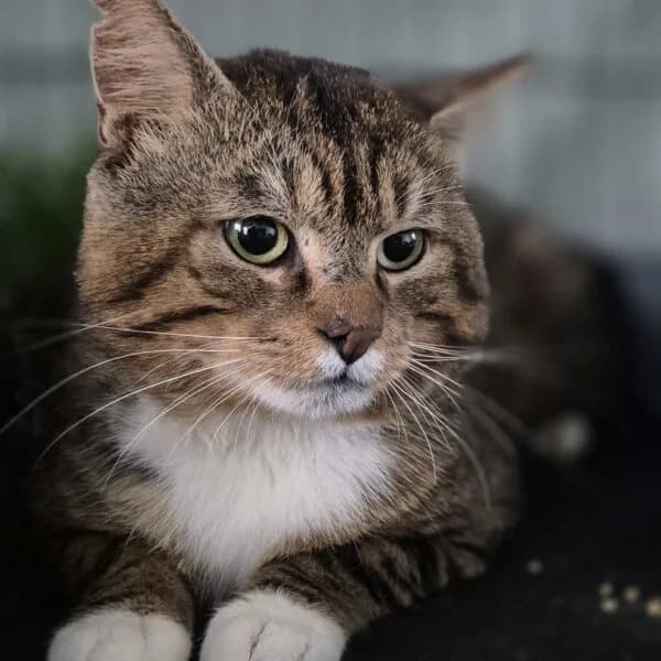 Loukum, male Mixed Breed for adoption at CatPattes, Anderlecht (Brussels)
