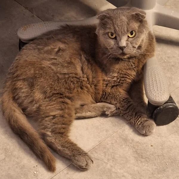MC Oscar, male Mixed Breed for adoption at CatPattes, Anderlecht (Brussels)