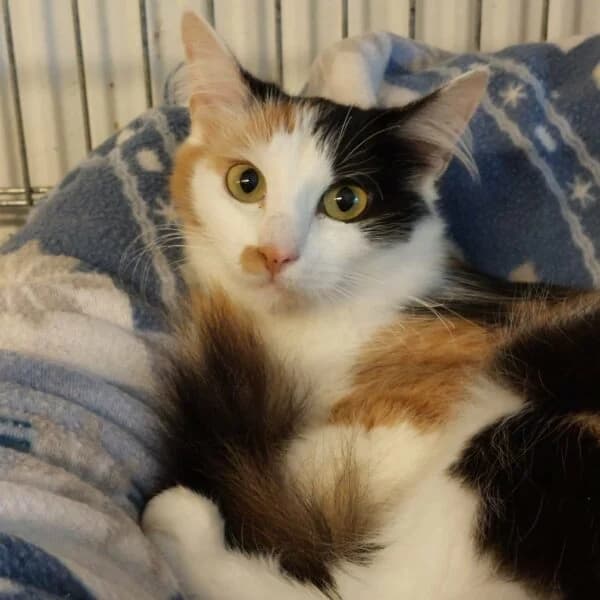 Mimose, female Mixed Breed for adoption at CatPattes, Anderlecht (Brussels)