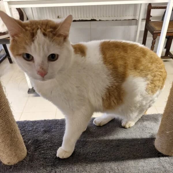 Mydas, male Mixed Breed for adoption at CatPattes, Anderlecht (Brussels)