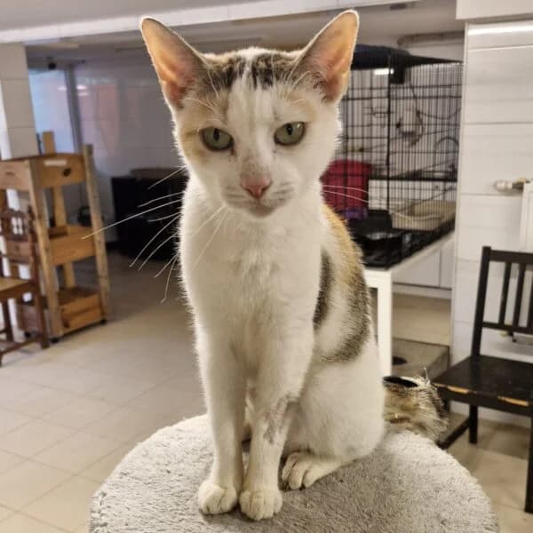 Pistache, female Mixed Breed for adoption at CatPattes, Anderlecht (Brussels)