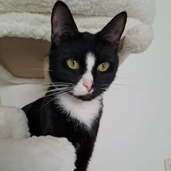 Tuna, female Mixed Breed for adoption at CatPattes, Anderlecht (Brussels)